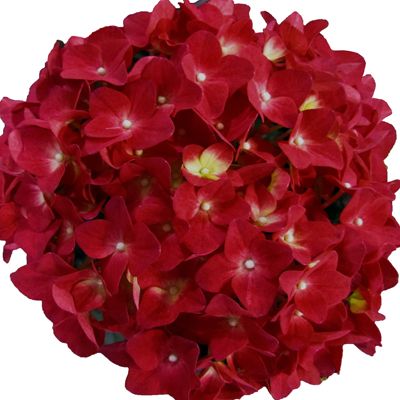KEYZERS Hortensie doppelt gefüllte dunkelrote Blüten 1 Pflanze — QVC.de