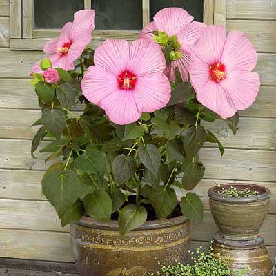 THOMPSON & Rarität RiesenHibiskus winterhart 3 Stück — QVC.de