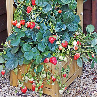 53+ Sind Erdbeeren Winterhart, Dennoch können bei sehr hartem und