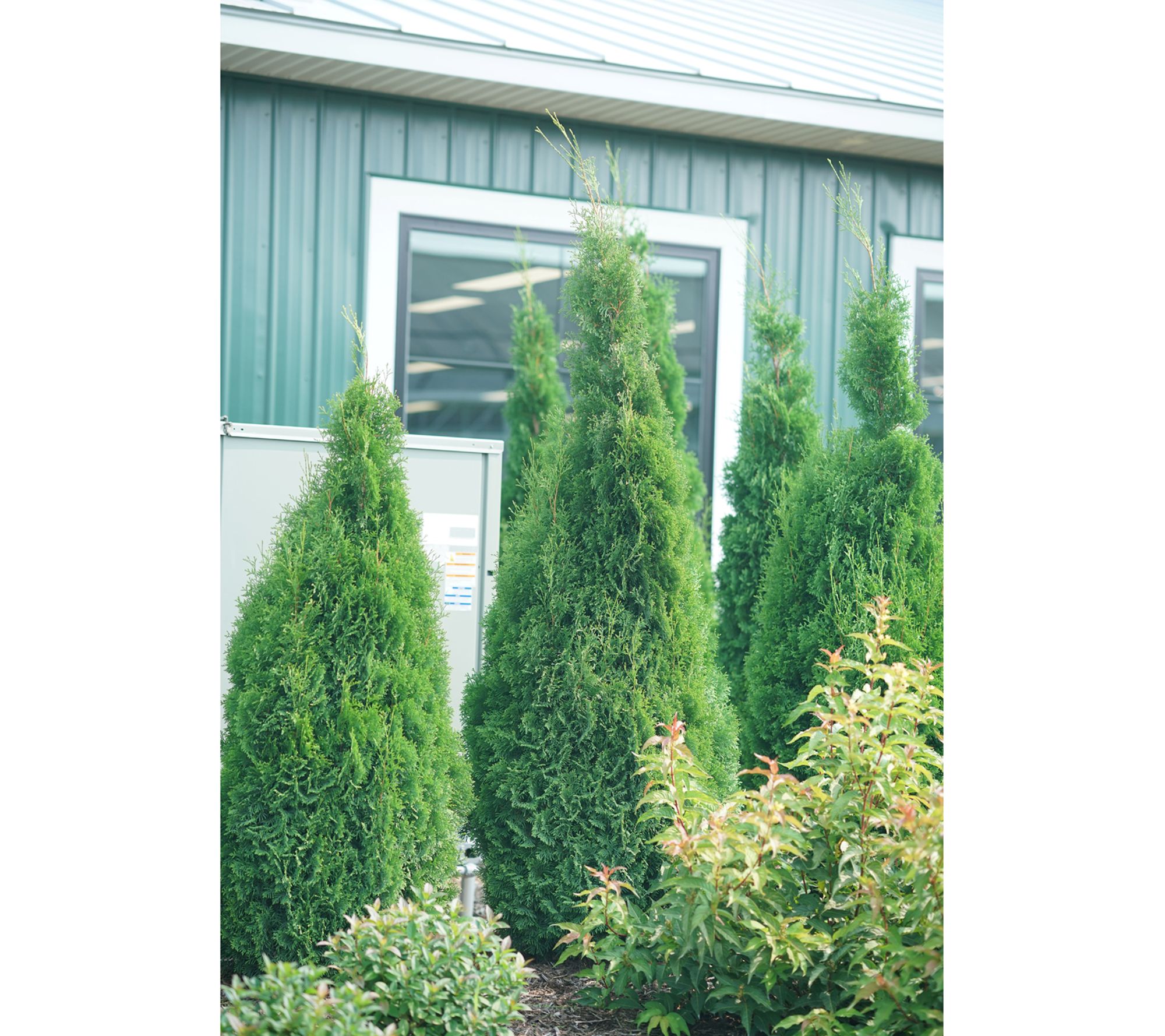 Roberta S Arborvitae Proven Winners North Pole Qvc