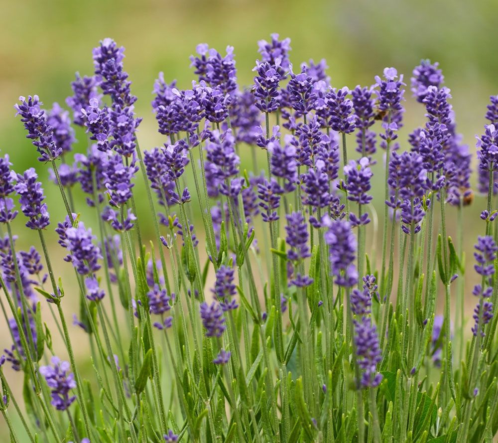 Cottage Farms 6-pc Lavance Purple Lavender - Page 1 — Qvc.com