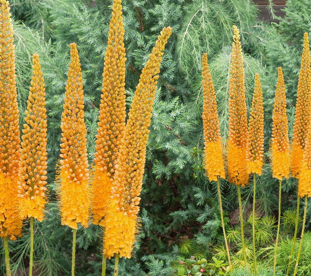 tula foxtail