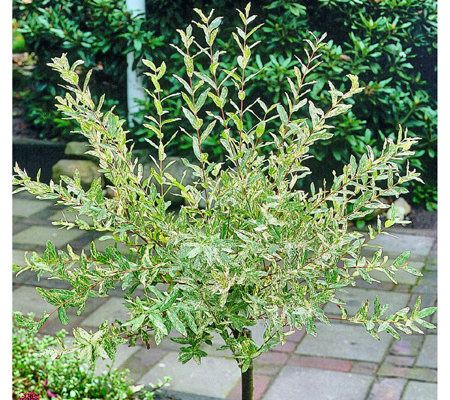 Cottage Farms Dappled Willow Ornamental Tree QVC