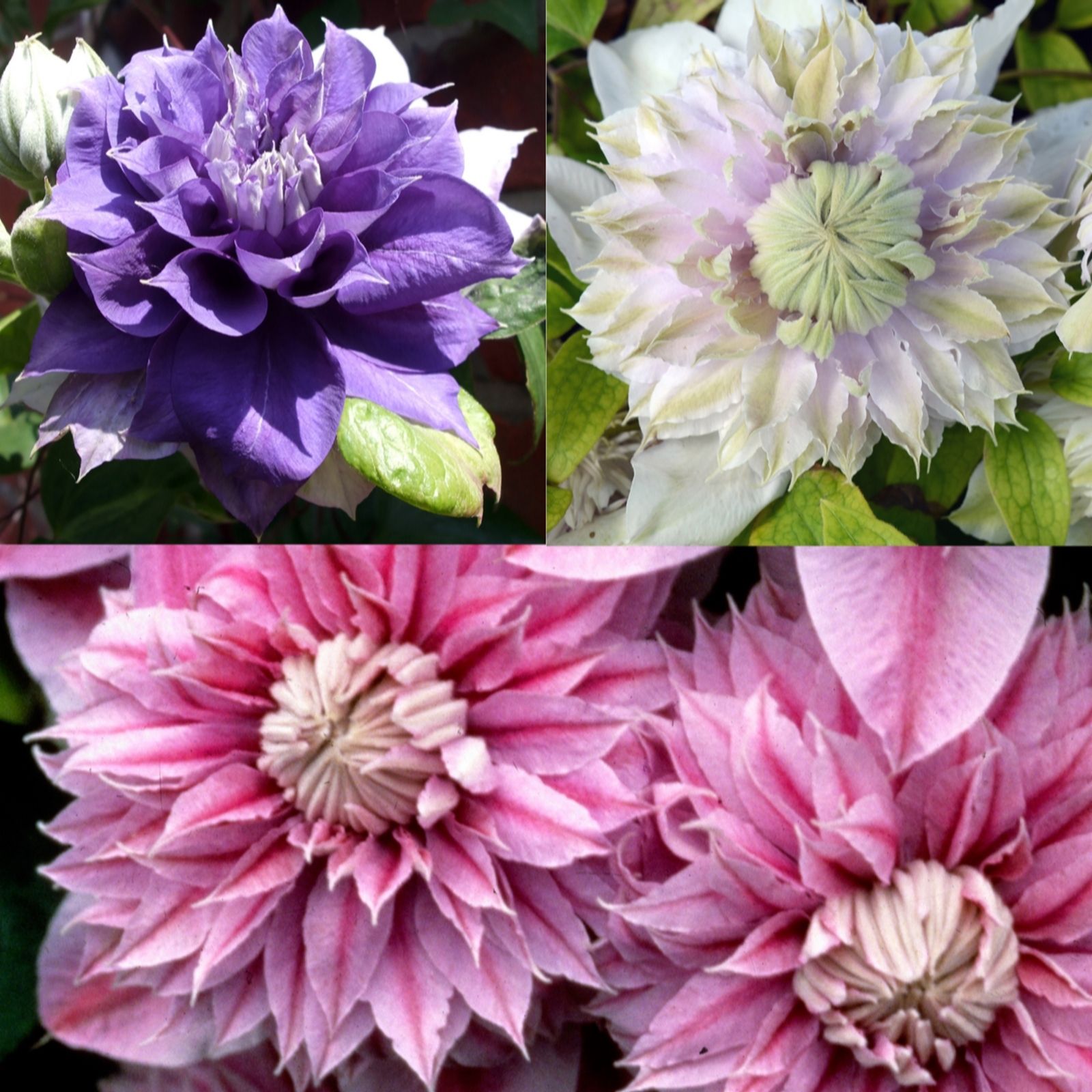 Mont Rose 3 x Raymond Evison Regal Clematis in 7cm Pots