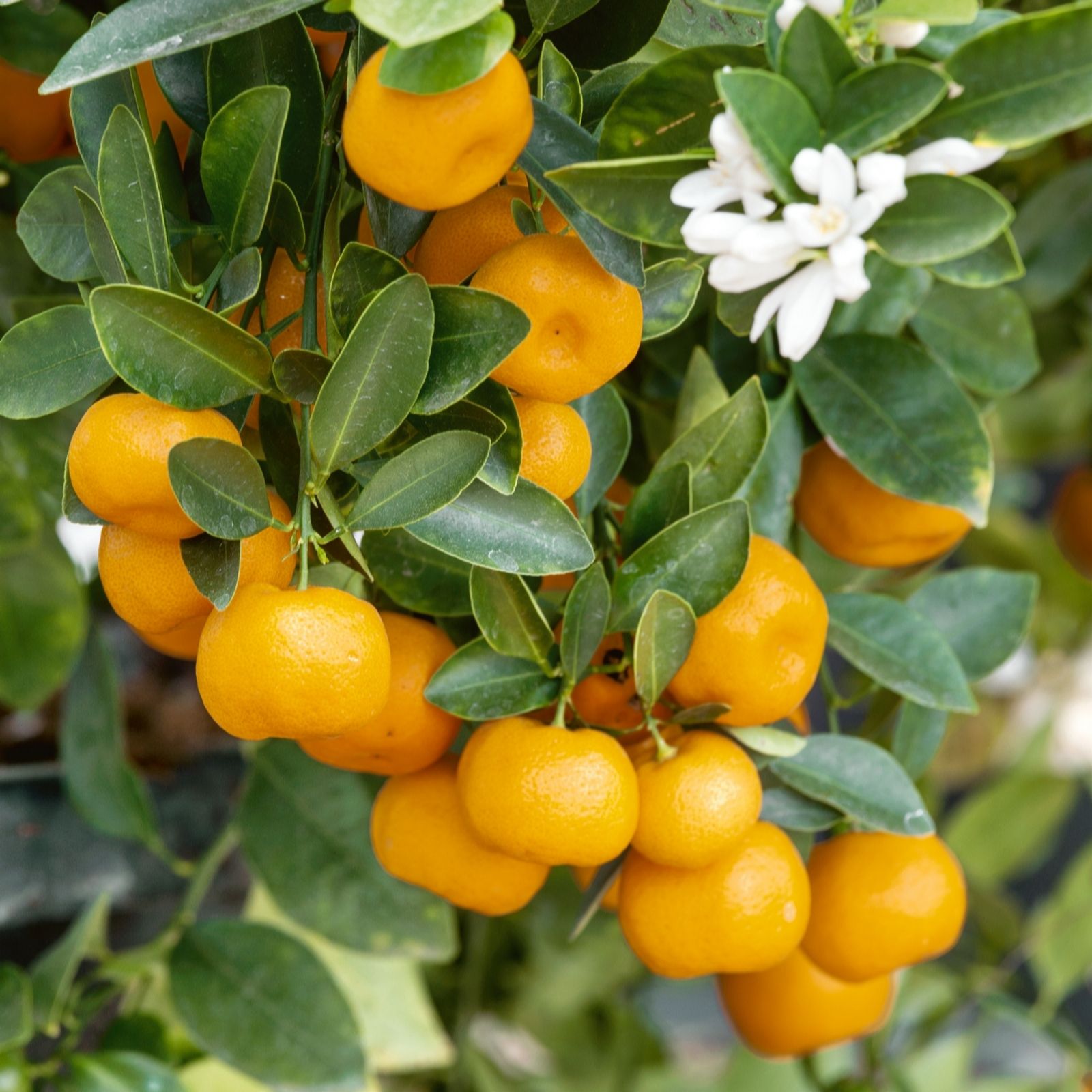 Plants2gardens Marmalade Orange Tree In 14 X 14cm Pot - Qvc Uk