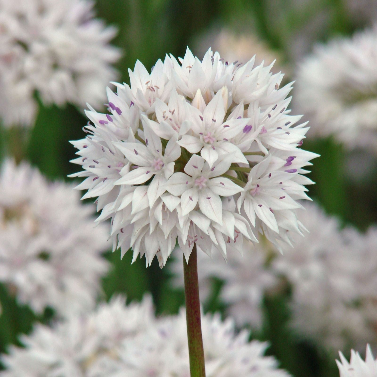 Hayloft Plants 21 x Decorative Allium Bulbs
