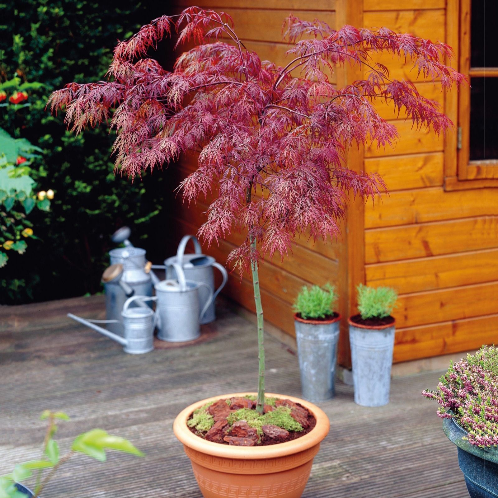 Hayloft Plants Standard Acer Potted In 5litre Pot