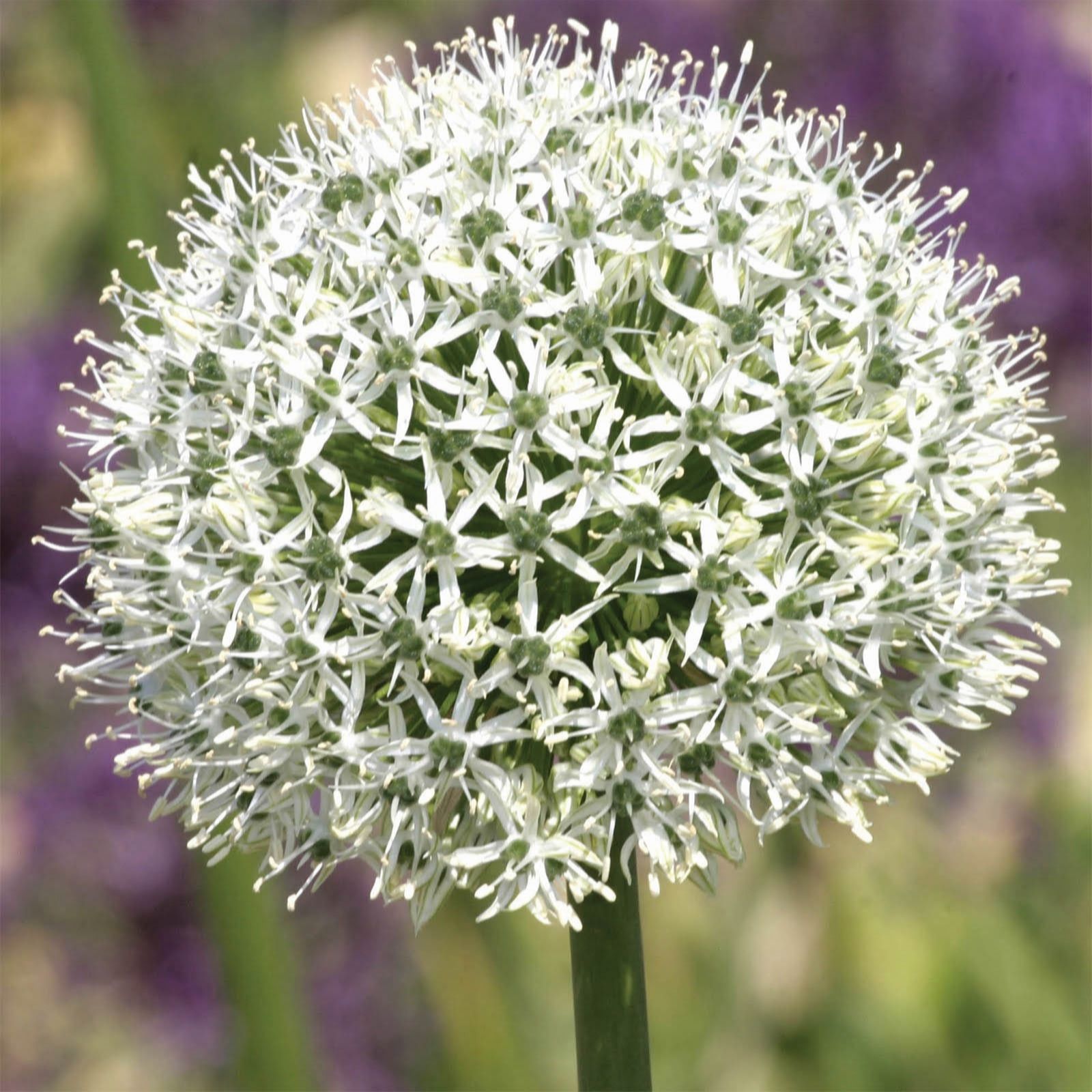 Mont Rose 5 x Allium Mount Everest Improved Bulbs