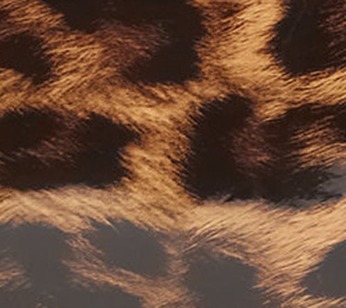 Patent Leopard