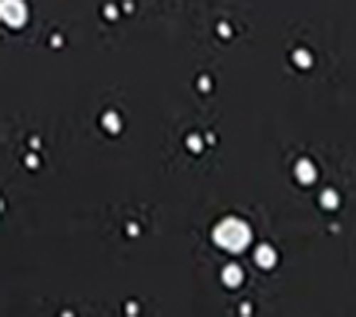 Black Speckle