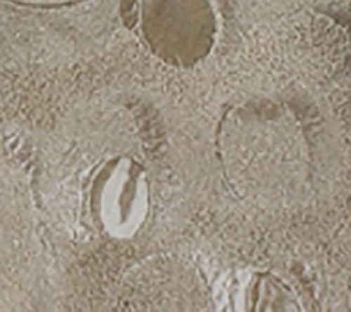 Beige Circles