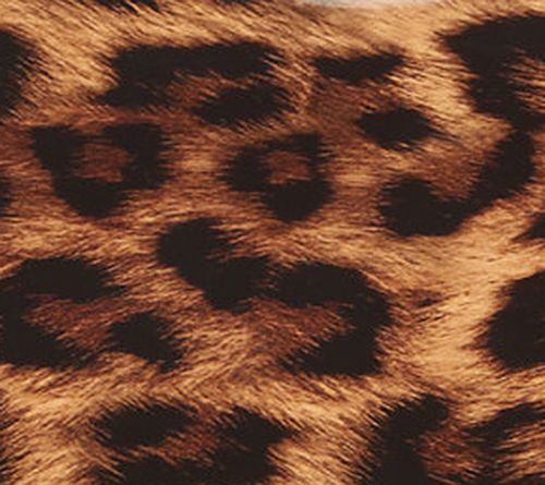 Patent Leopard