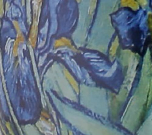 Irises