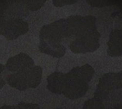 Black Leopard