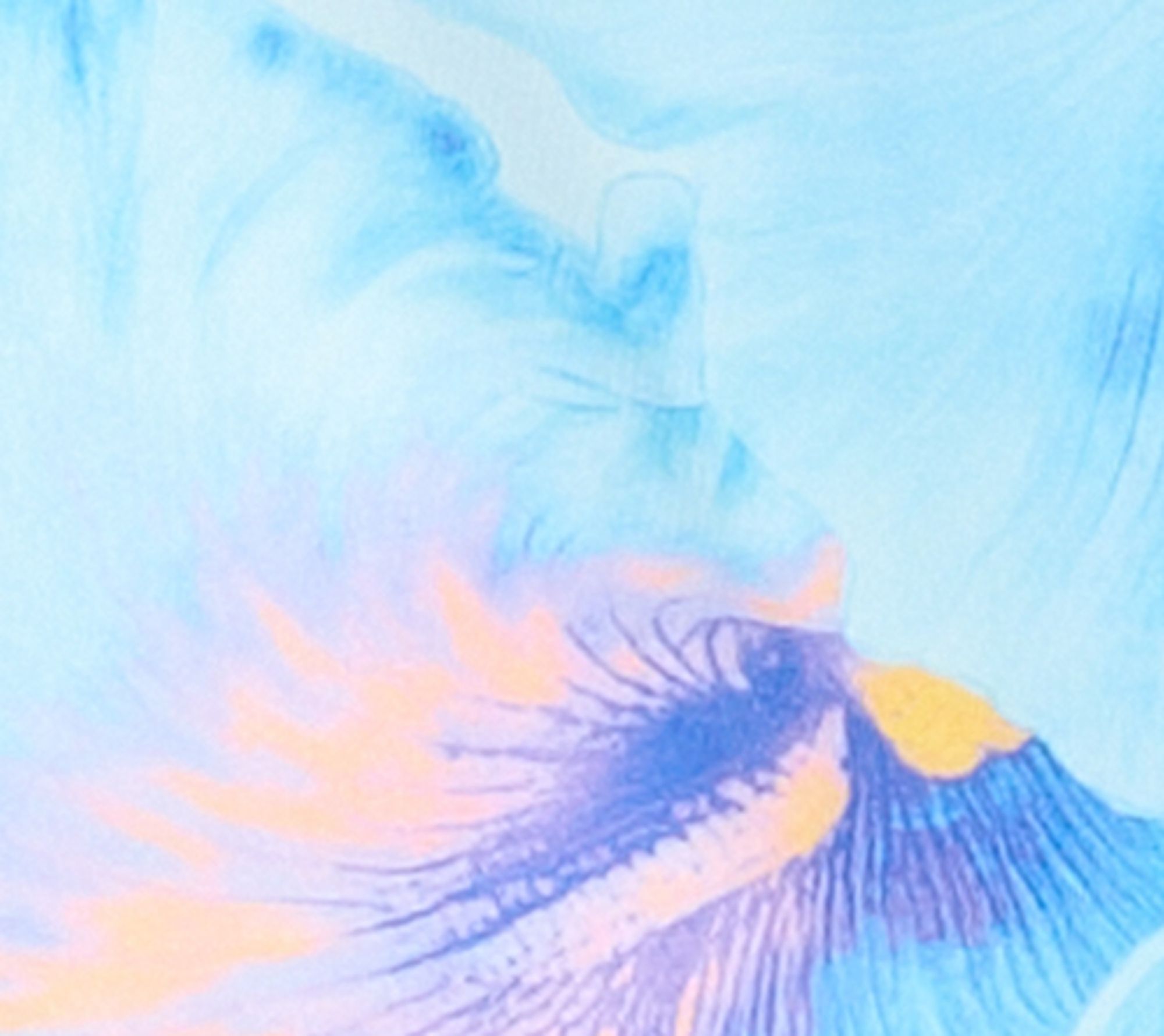 Hibiscus Waves