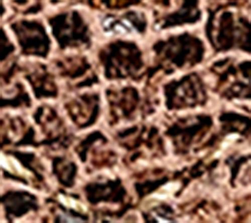 Brown Snake