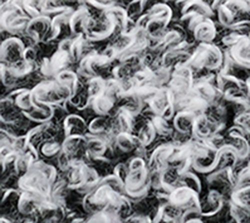 Black Daisy