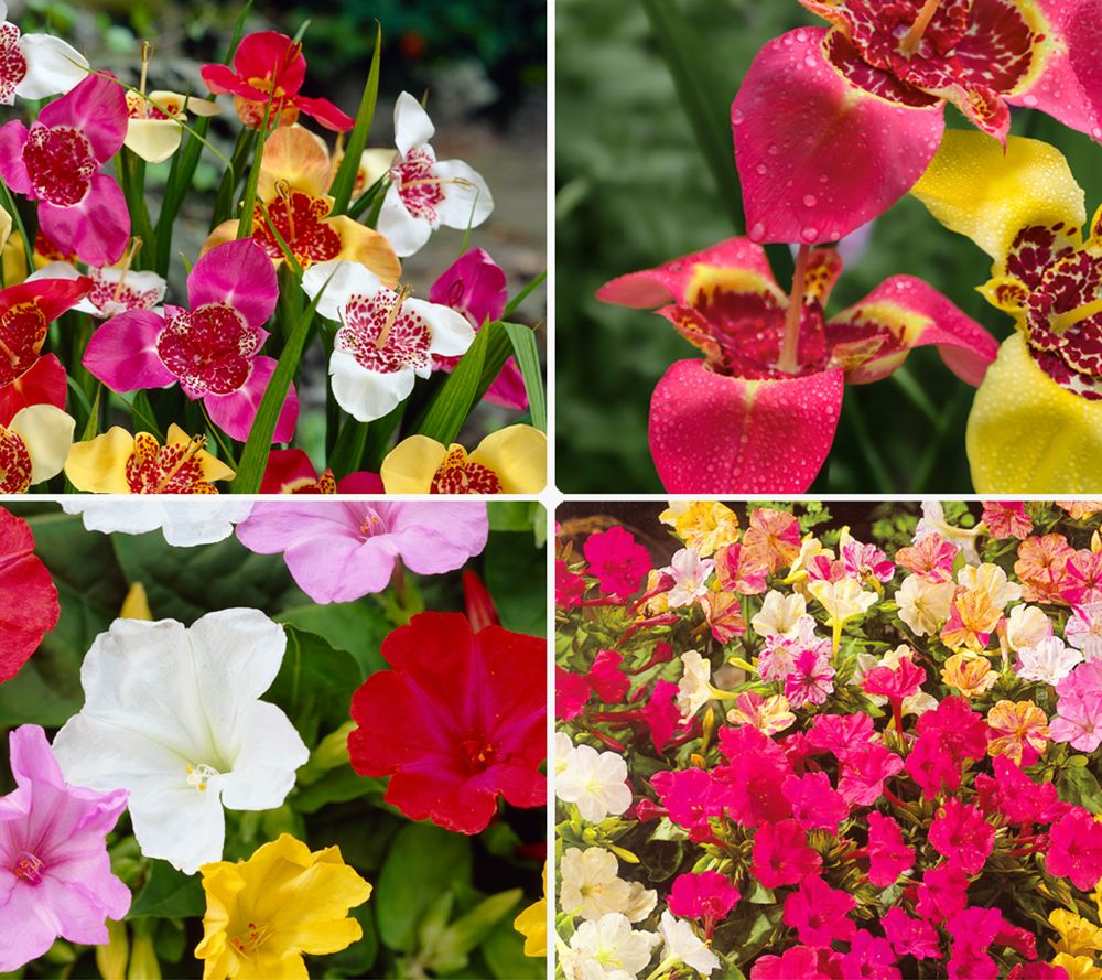 KEYZERS® Wunderblume & Orchideenblume Rarität 2 Sorten, 31 Zwiebeln