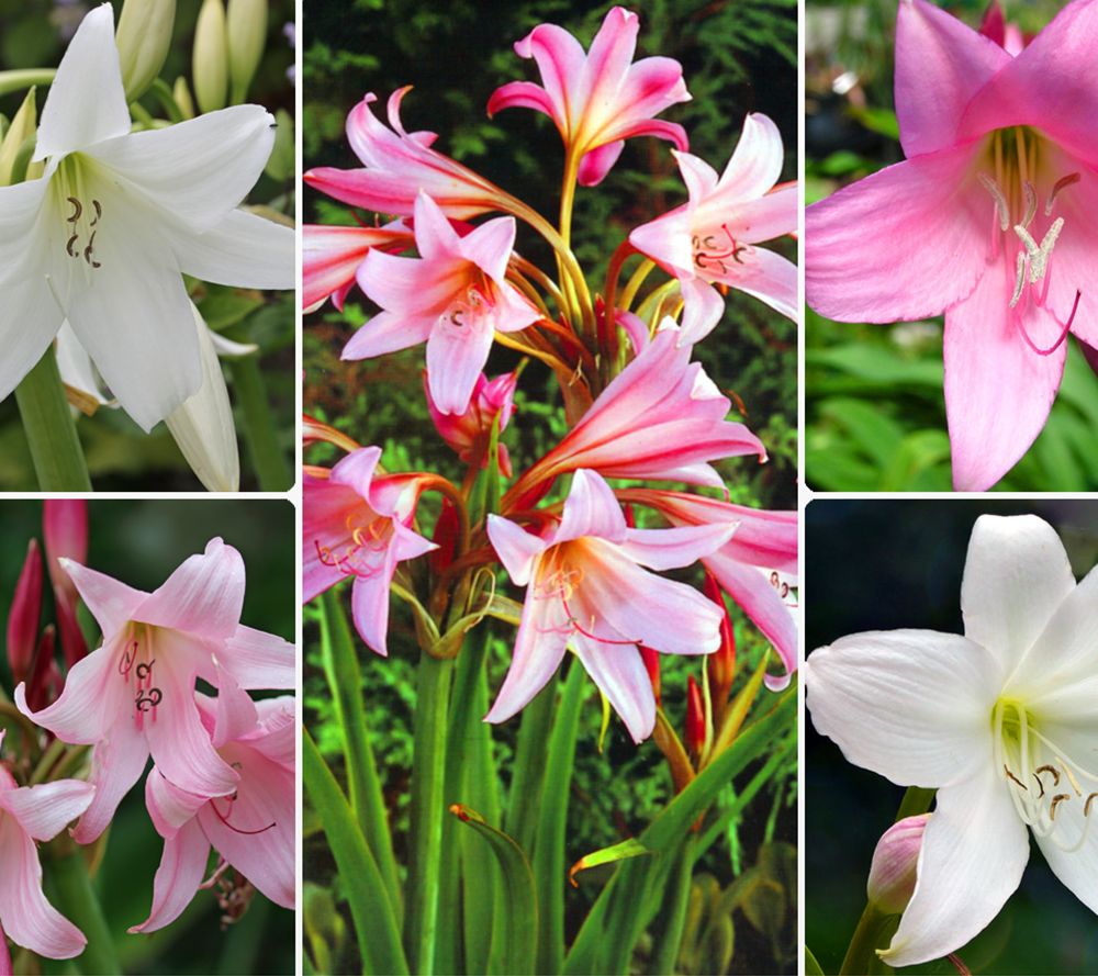 KEYZERS® Riesen- Gartenamaryllis Rarität 2 Sorten, 3 Zwiebeln