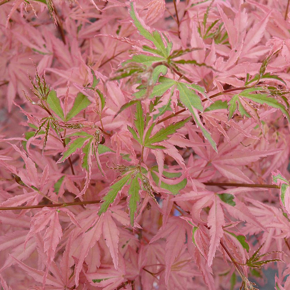 Japanischer Ahorn Taylor