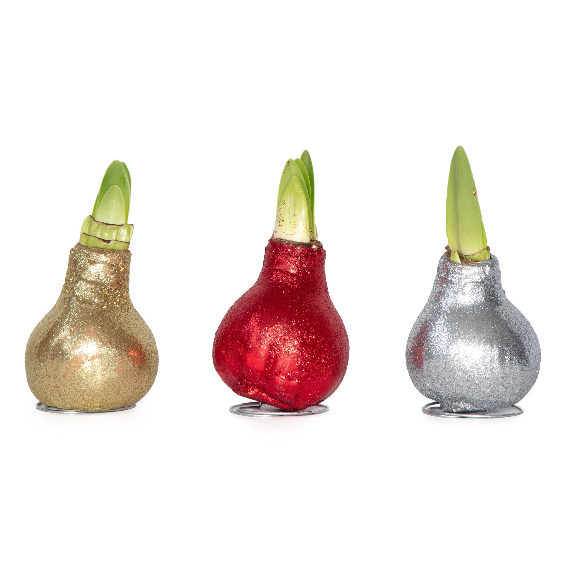PFLANZENFREUND Amaryllis Glitzer-Mix rot, gold & silber 3 Stück
