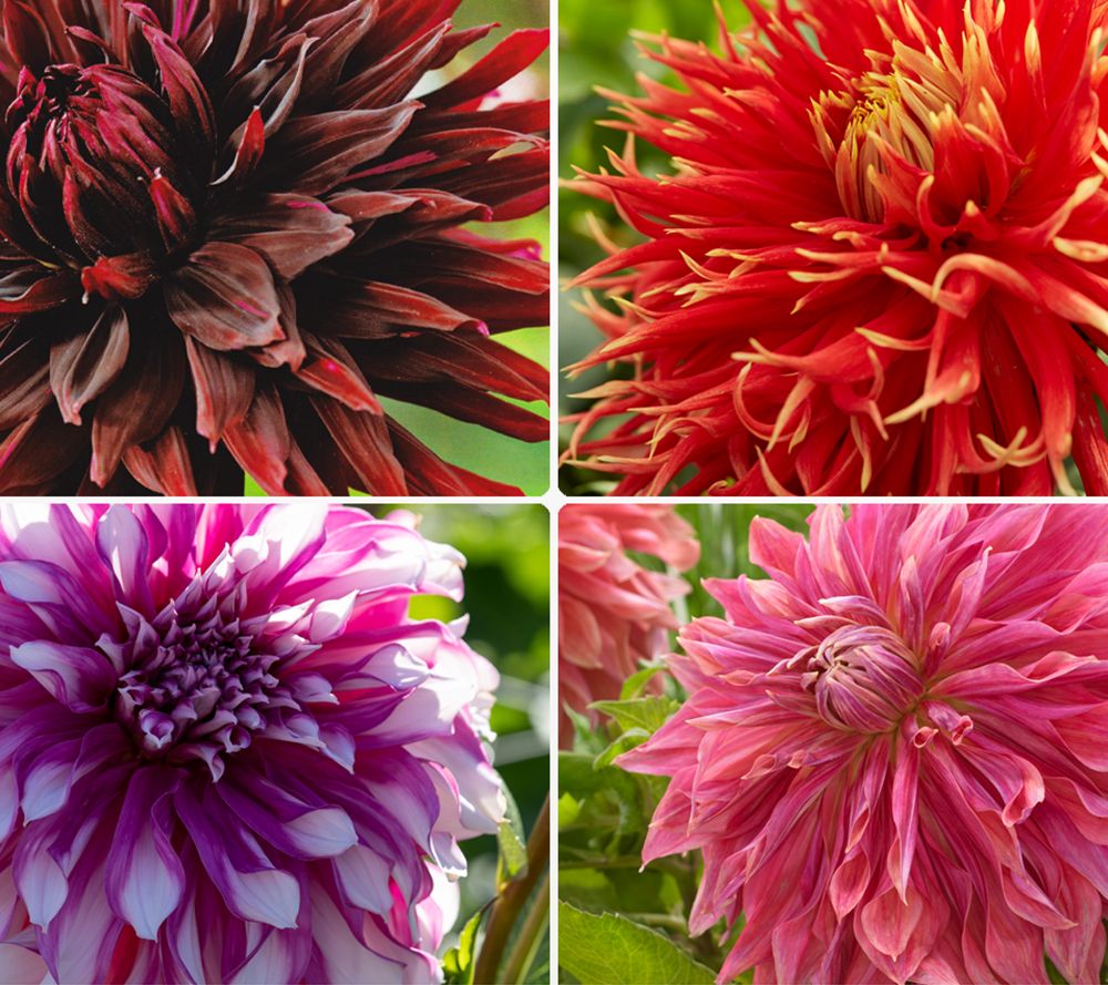 KEYZERS® XXL-Dahlien Rarität, besondere Farbkombinationen 4 Sorten, 4 Knollen