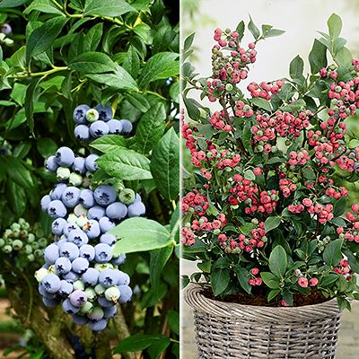 KEYZERS HeidelbeerenRarität pinkfarbene & blaue Beeren 2 Sorten, 3