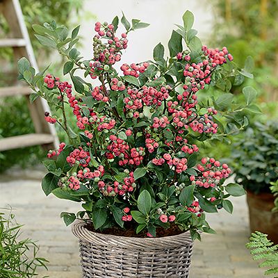 KEYZERS HeidelbeerenRarität pinkfarbene & blaue Beeren 2 Sorten, 3