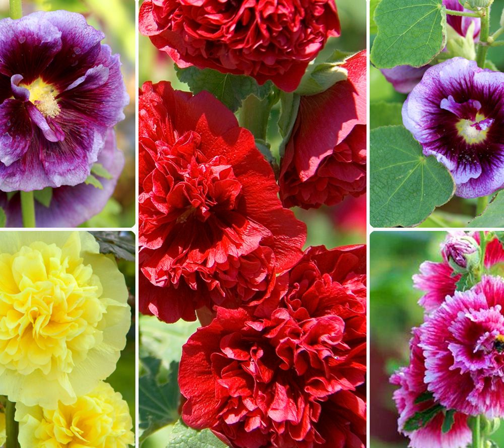 Jetzt Veronica Teucrium Azurit  Gartenehrenpreis Gnstig Kaufen