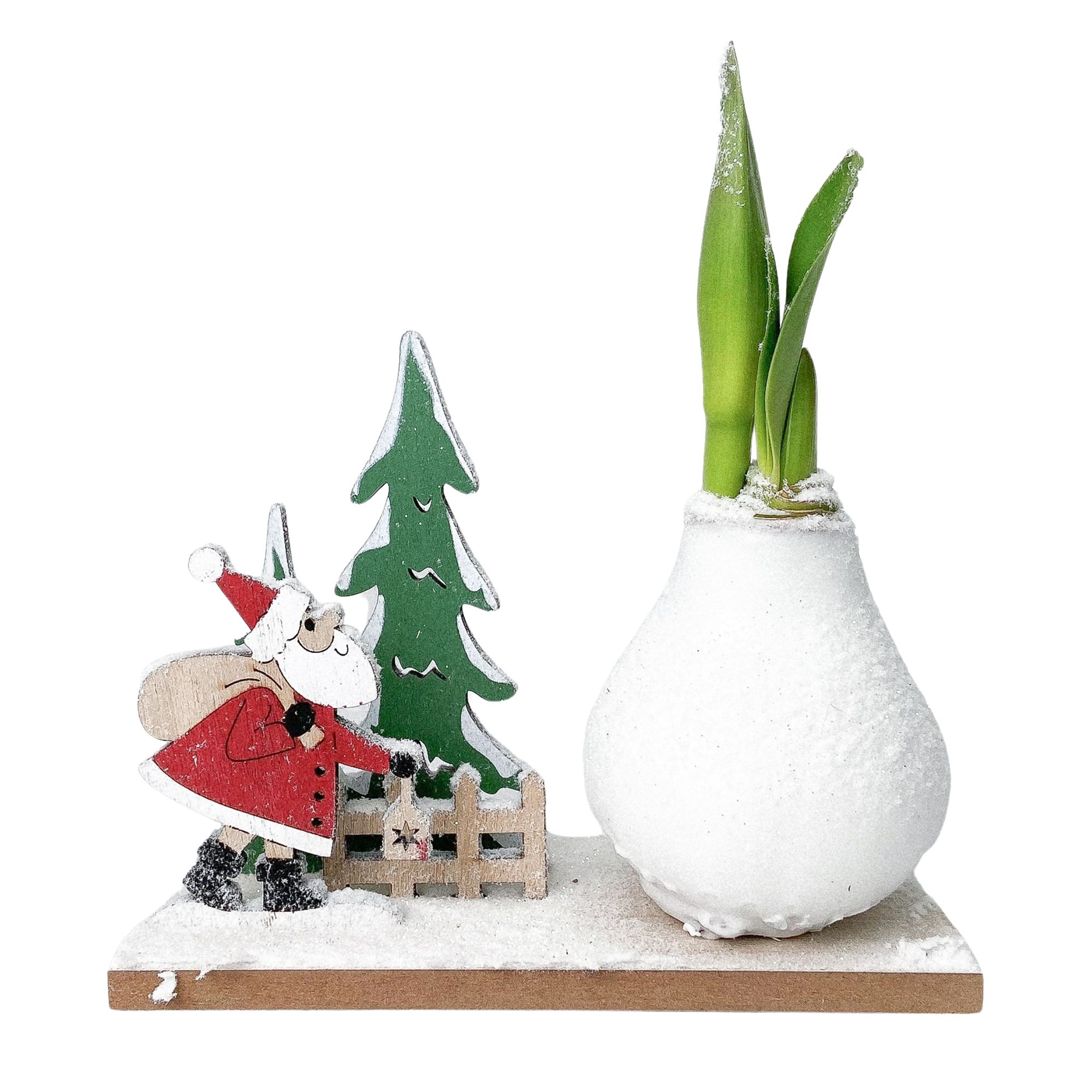 PFLANZENFREUND Amaryllis Winter Wonderland Weihnachtsdesign 1 Pflanze