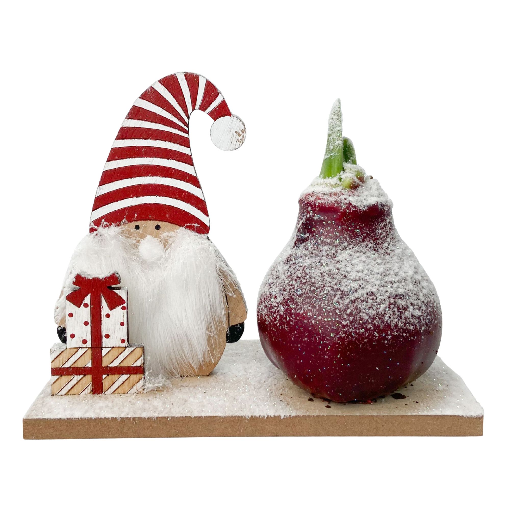 PFLANZENFREUND Amaryllis Winter Wonderland Weihnachtsdesign 1 Pflanze