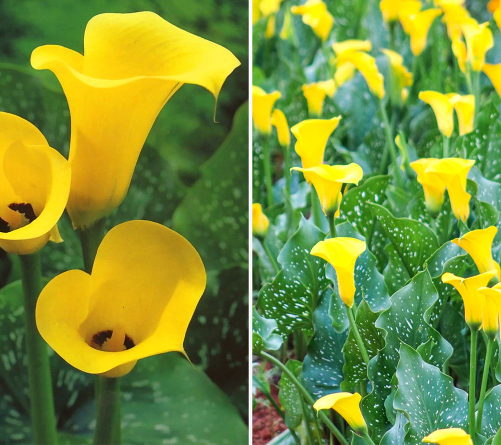 KEYZERS® Riesencalla BLACK MAGIC Rarität 3 Knollen