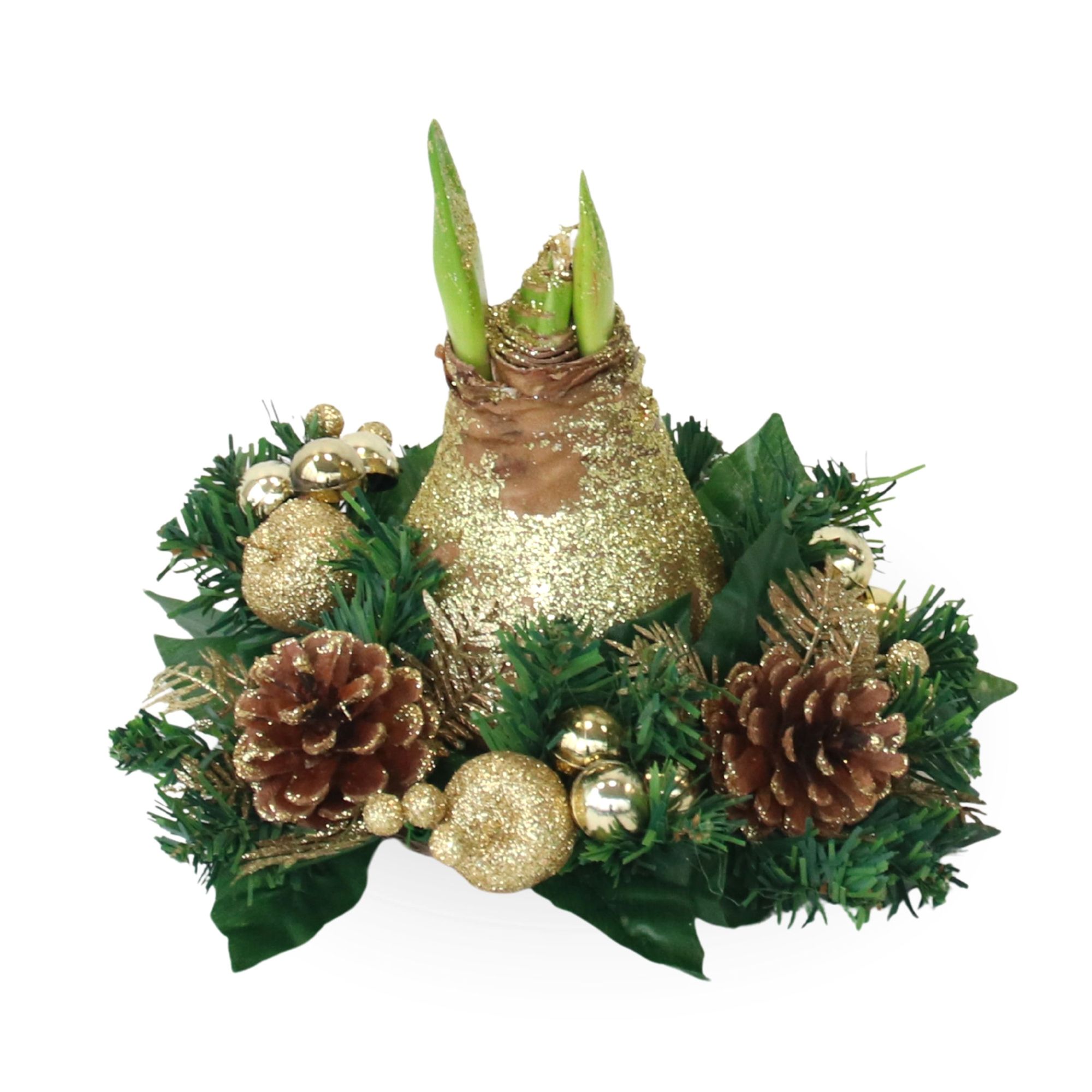 PFLANZENFREUND Amaryllis Weihnachtskranz einzigartig & pflegeleichte