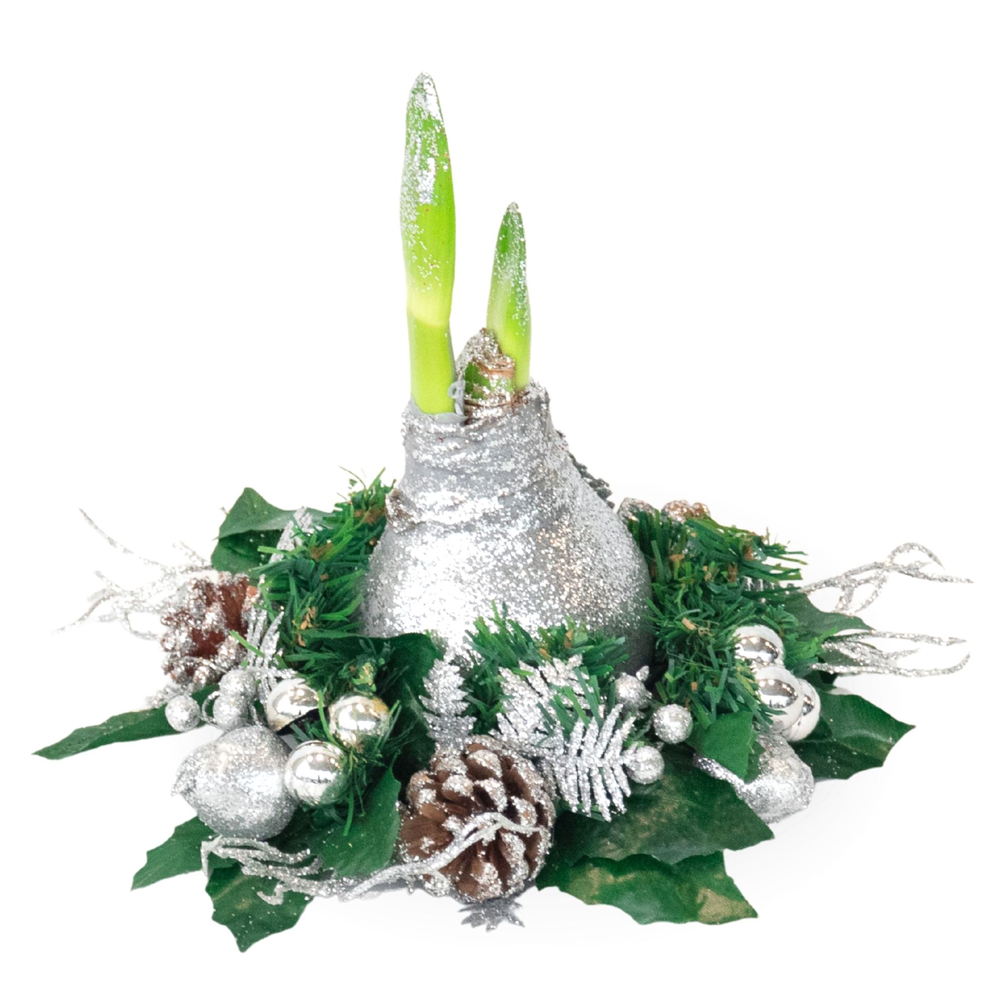 PFLANZENFREUND Amaryllis Weihnachtskranz einzigartig & pflegeleichte