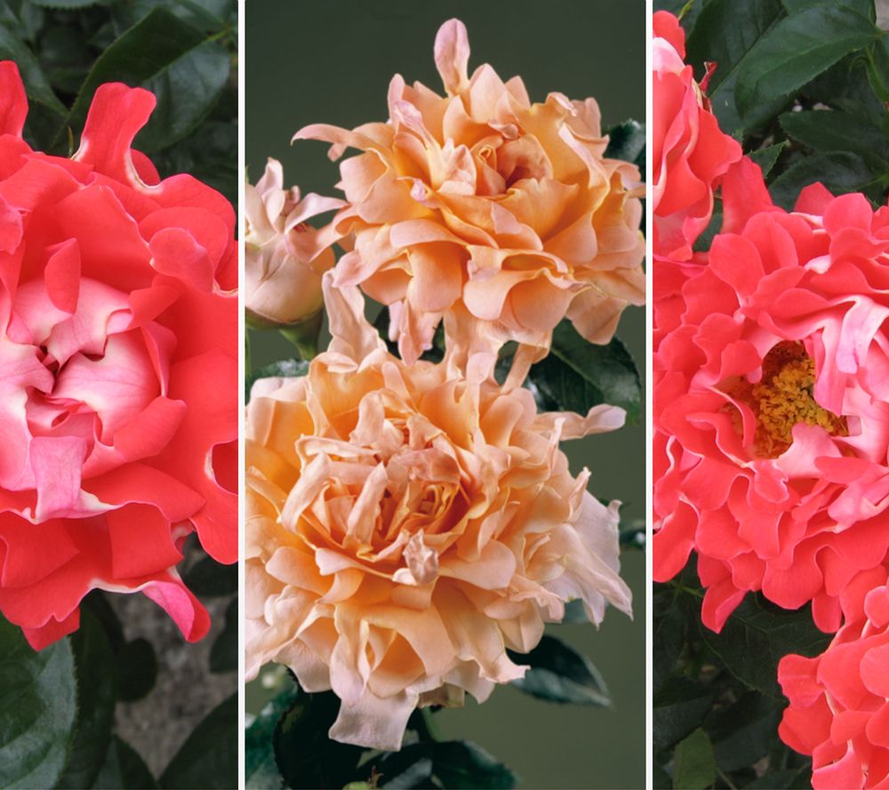 KEYZERS® Ruffles Rosen öfterblühend Rarität 2 Sorten, 2 Pflanzen