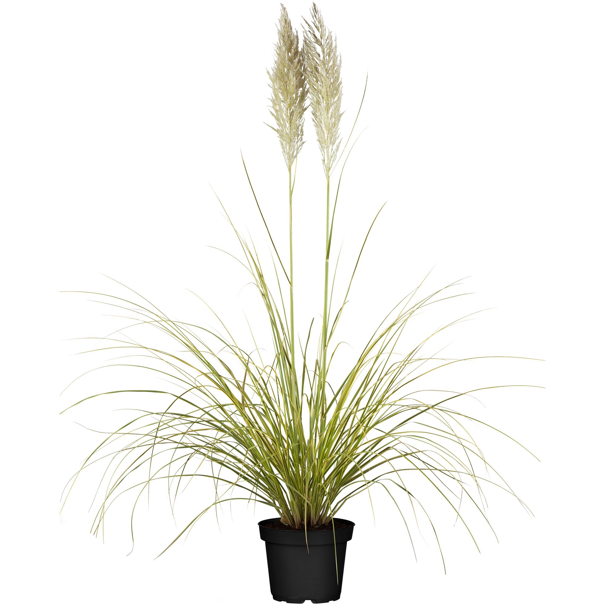 Pampasgras Citaro CORTADERIA SELLOANA Topf 23cm Wuchshöhe ca. 250cm 1