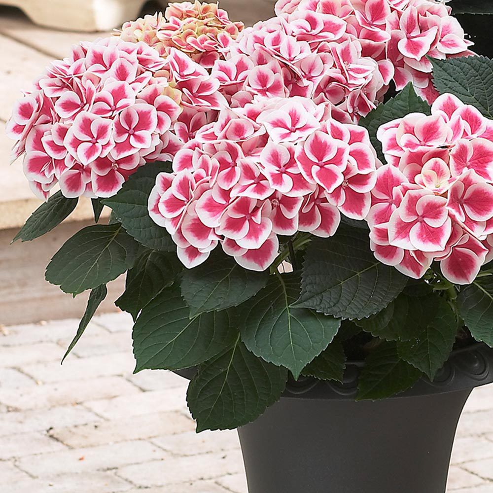 ROOTZ PLANTS pinke Hortensien Topfgröße Ø 9cm 3 Pflanzen QVC.de