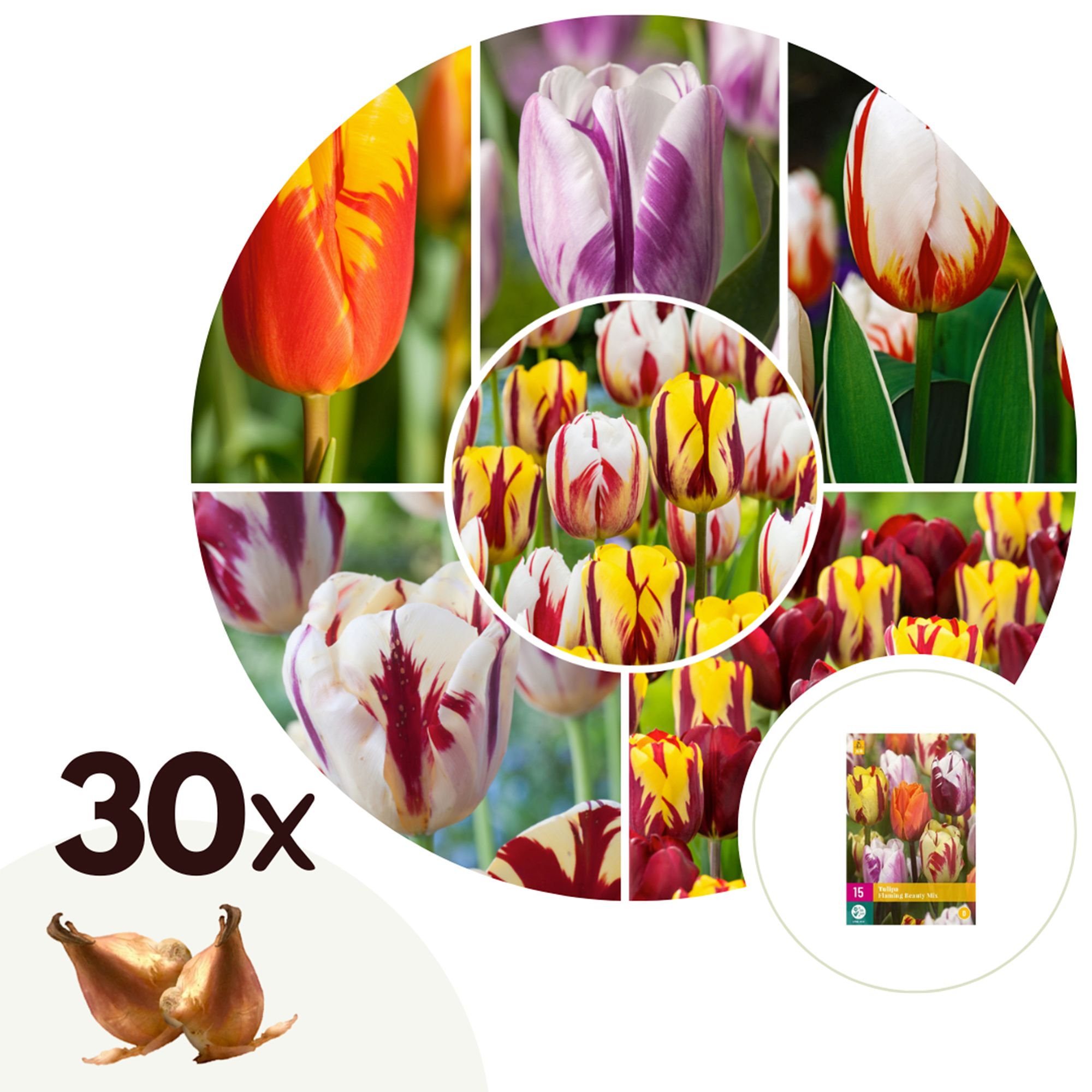 PFLANZENFREUND Blumenzwiebeln Tulpen Flaming Beauty 30 Zwiebeln