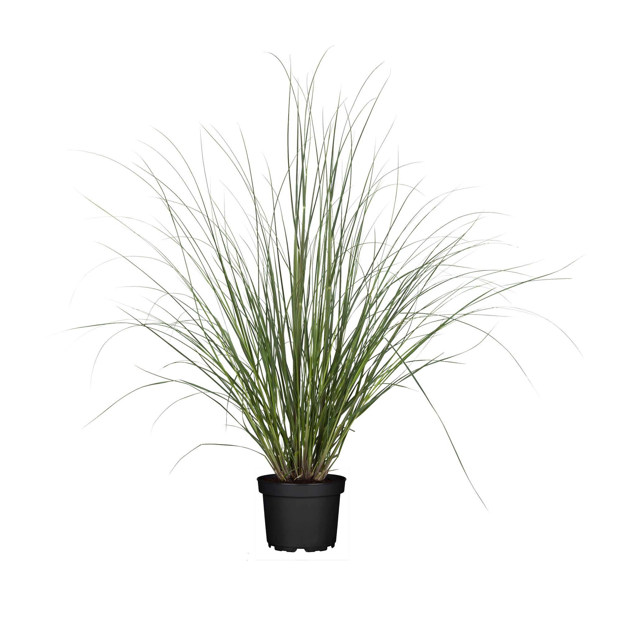 Pampasgras Evita CORTADERIA SELLOANA Topf 23cm Wuchshöhe ca. 150cm 1