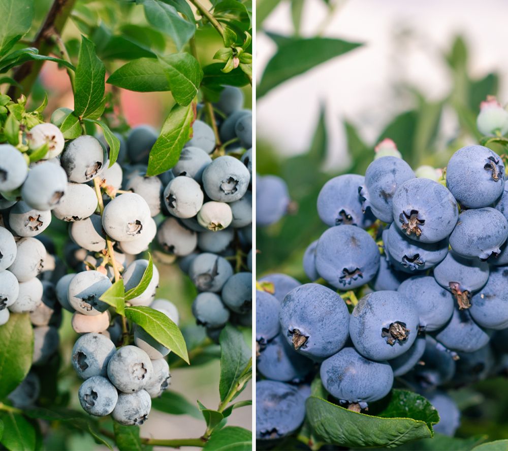 KEYZERS® Großfruchtige Heidelbeere Rarität 2 Sorten, 2 Pflanzen