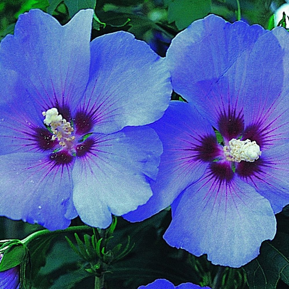 Hibiskus Knollen Winterhart - Mehrjährige Blumenzwiebeln Für Garten