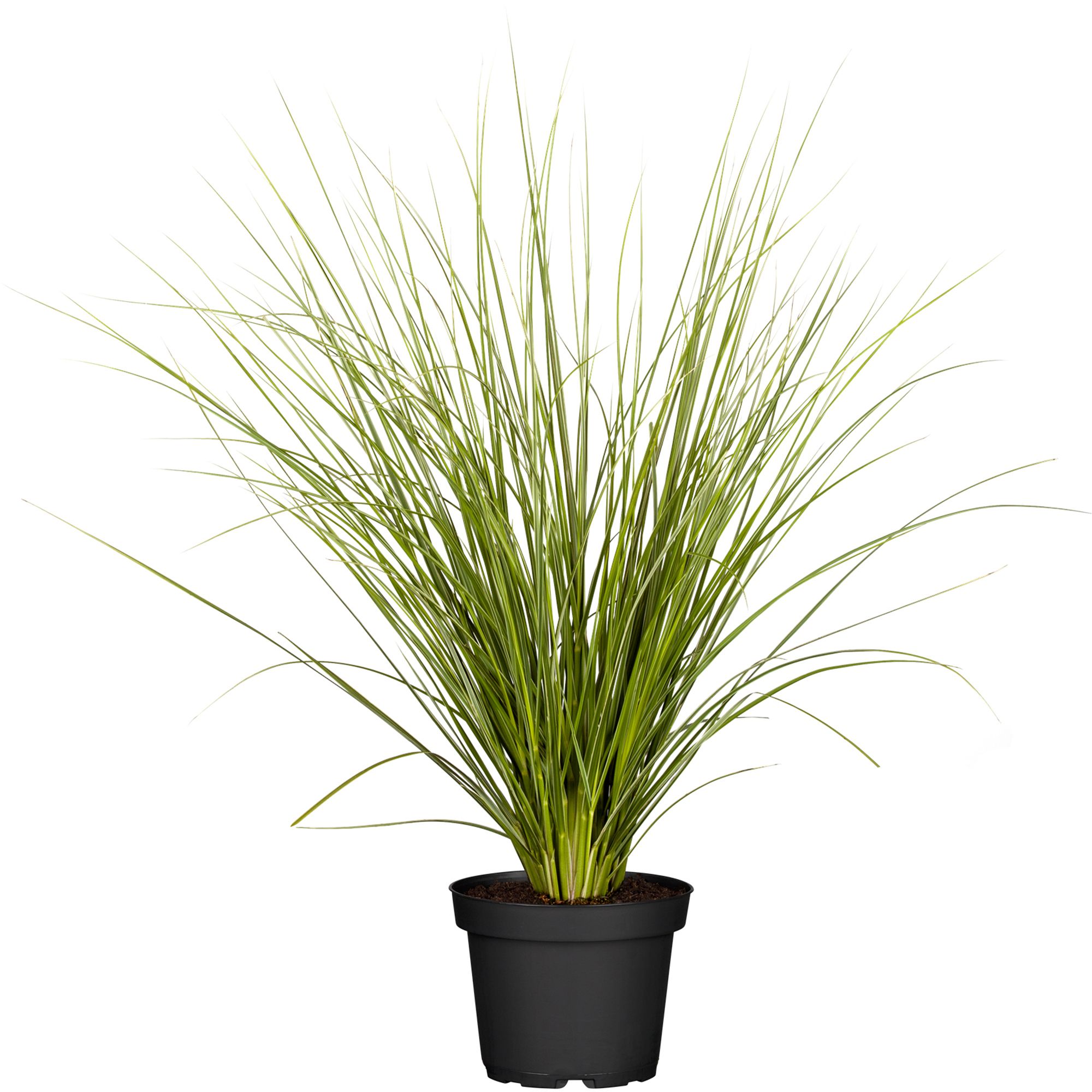 Pampasgras Senior CORTADERIA SELLOANA Topf 23cm Wuchshöhe ca. 200cm 1