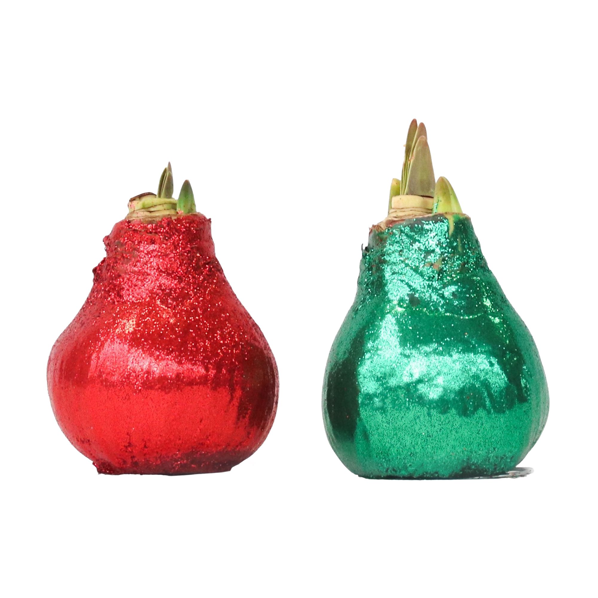 PFLANZENFREUND Amaryllis traditionelles Glitzer-Duo rot & grün