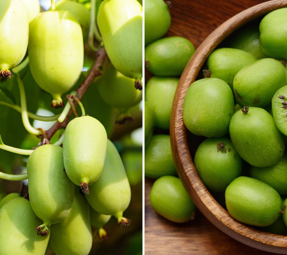 KEYZERS® Mini-Kiwi leckere Kleine Kiwis bienenfreundlich 2 Pflanzen