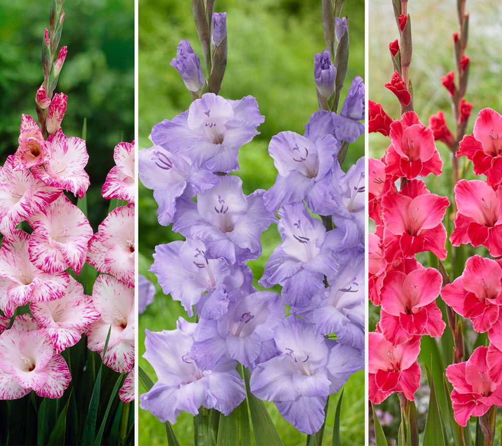 KEYZERS® besondere Gladiolen mehrjährig Rarität 3 Sorten, 45 Zwiebeln