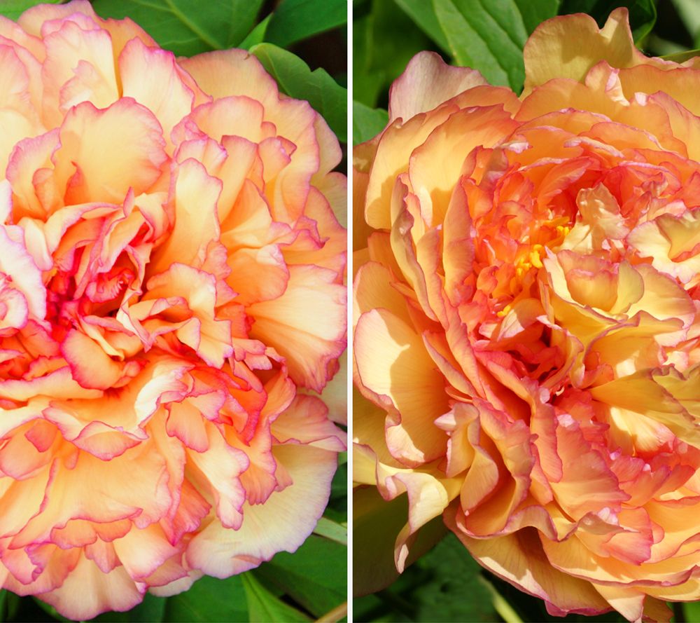 KEYZERS® Baumpfingstrose Rarität winterhart 1 Pflanze