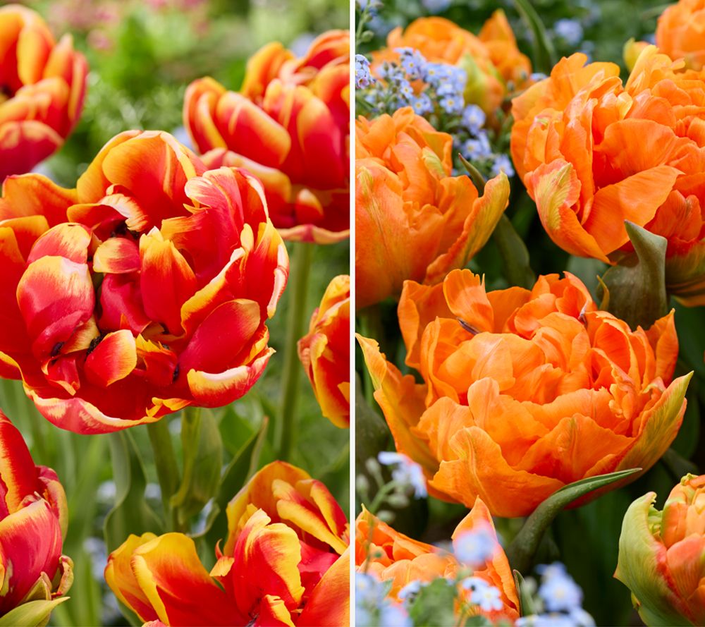 KEYZERS® Gefüllte Tulpen Cilesta & Orca Rarität 2 Sorten, 12 Zwiebeln