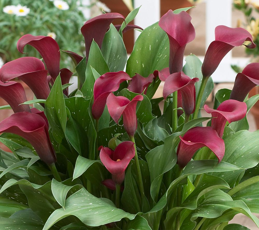 KEYZERS® Riesen-Callas ALLURE Rarität 3 Knollen