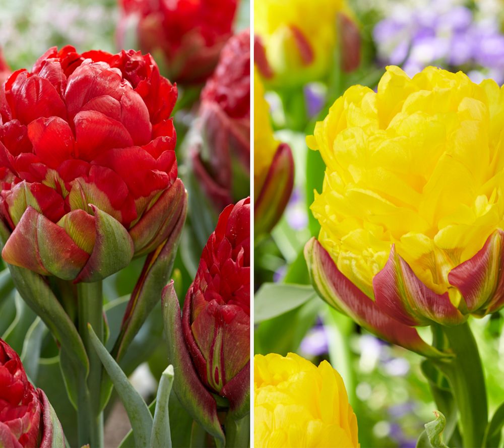KEYZERS® Ice Cream Tulpen Strawberry & Banana Rarität 2 Sorten, 16 Zwiebeln