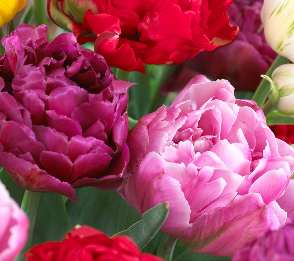 KEYZERS® Tulpen Bunter Mix Rarität 30 Zwiebeln